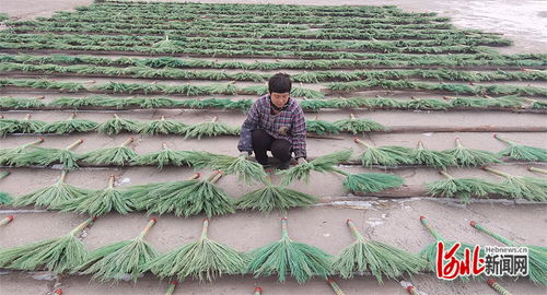 傳統(tǒng)藝術(shù)與現(xiàn)代美顏 樂亭毛莊鎮(zhèn)笤帚與麥秸畫如何賺取外匯