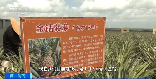 菠蘿之鄉(xiāng) 徐聞麥秸畫(huà)與深加工產(chǎn)品的藝術(shù)與產(chǎn)業(yè)融合